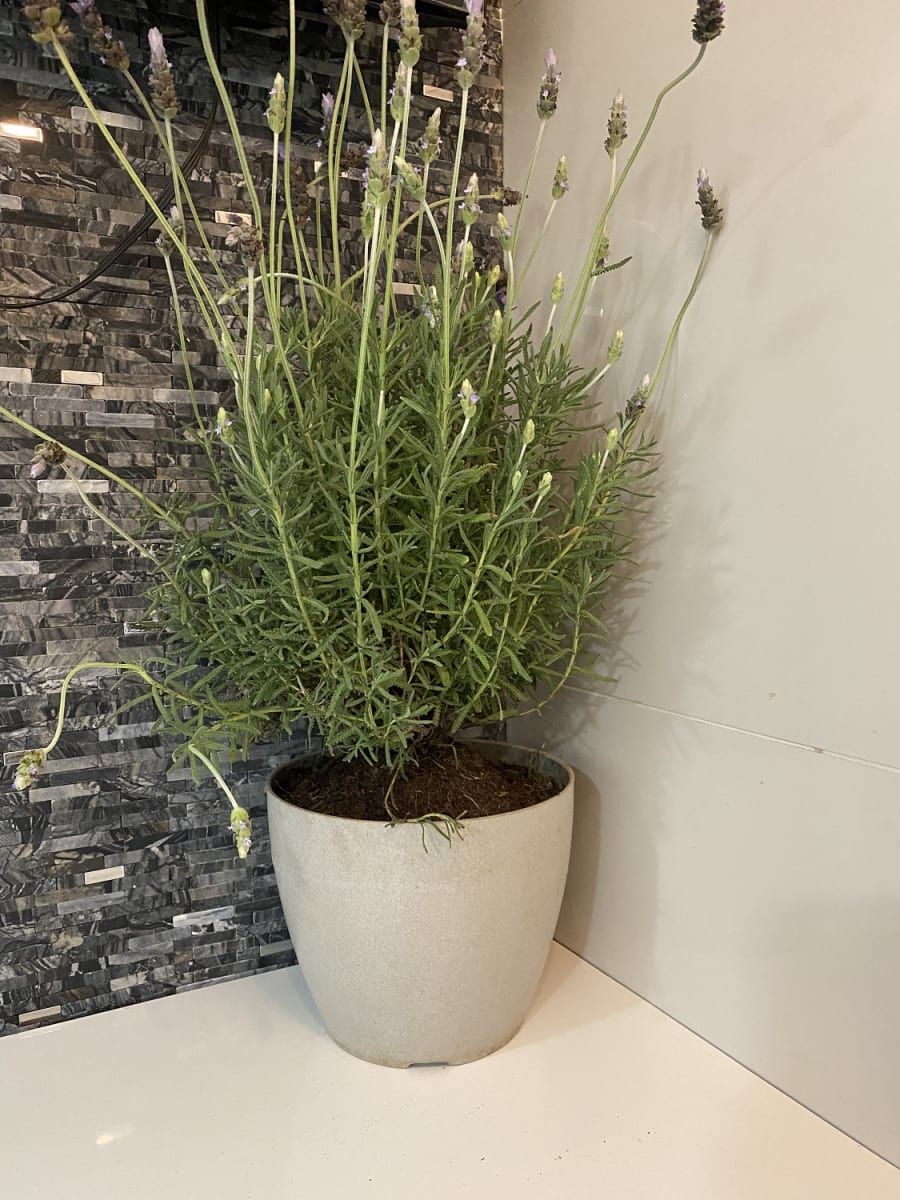 Set 4 Maceteros Bios Actual 2 Gris, 2 Blanco 24x24x18 cm4