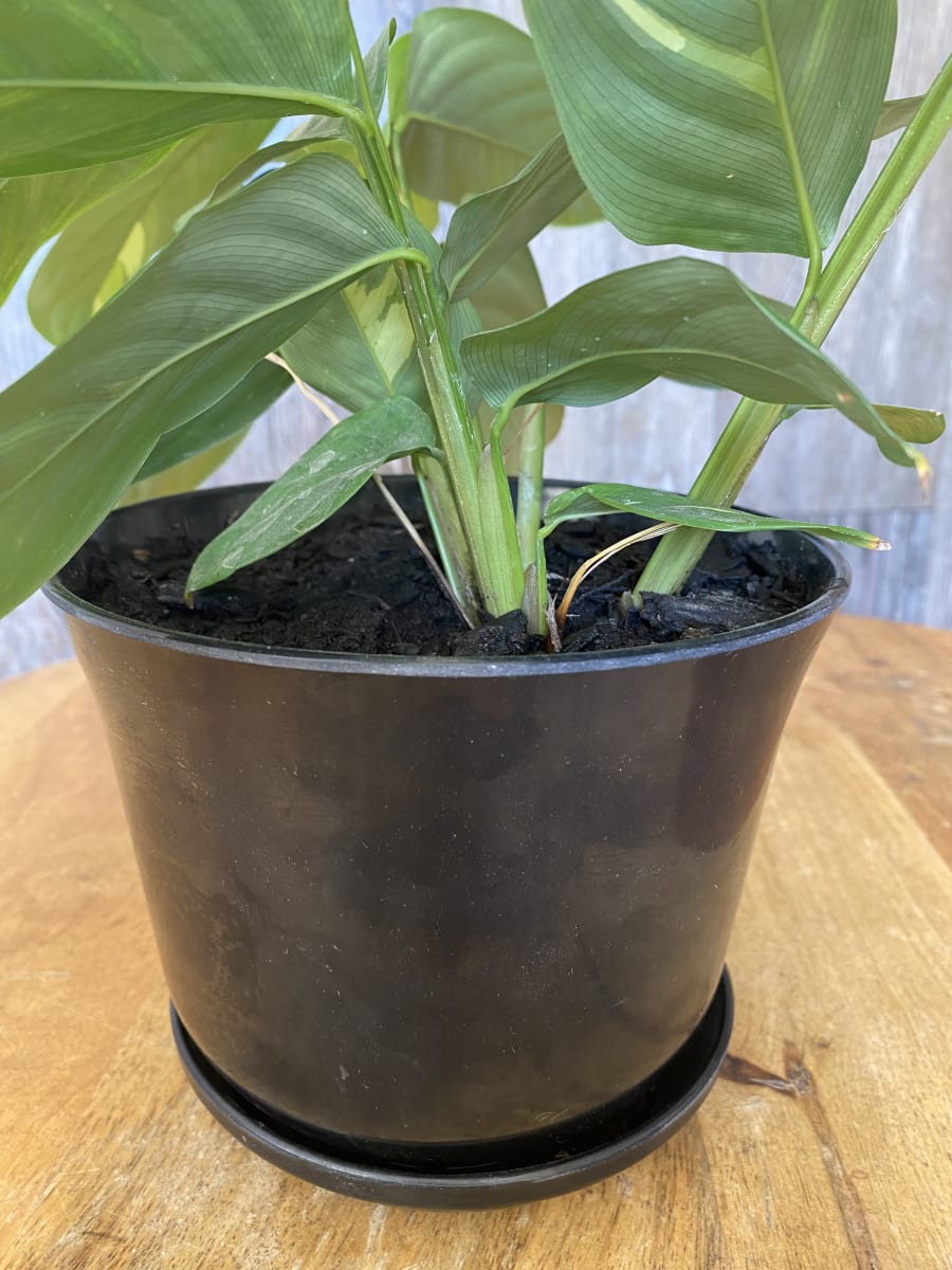 Set 2 Maceteros Bio Curvo negro 16,5x16,5x13 cm3