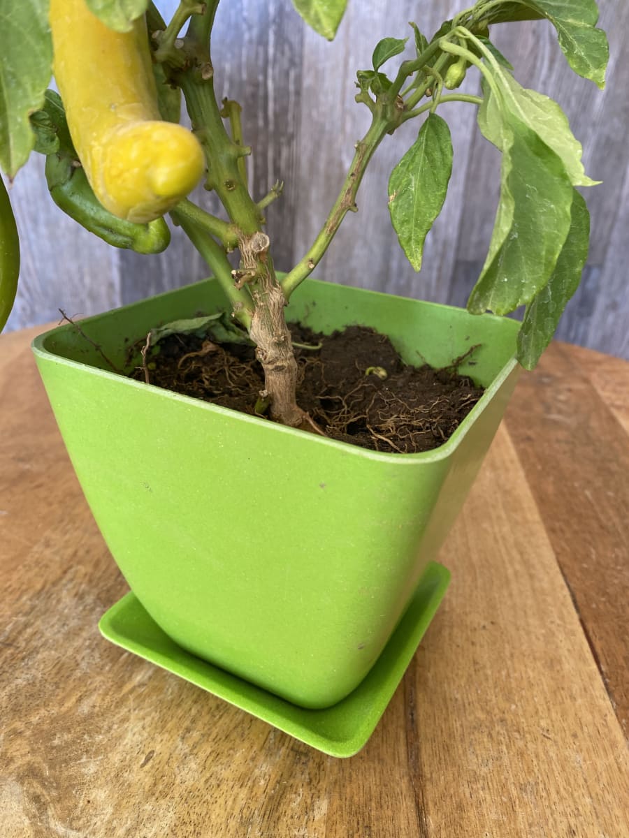 Plato Bio para modelo cuadrado verde 11x2cm3