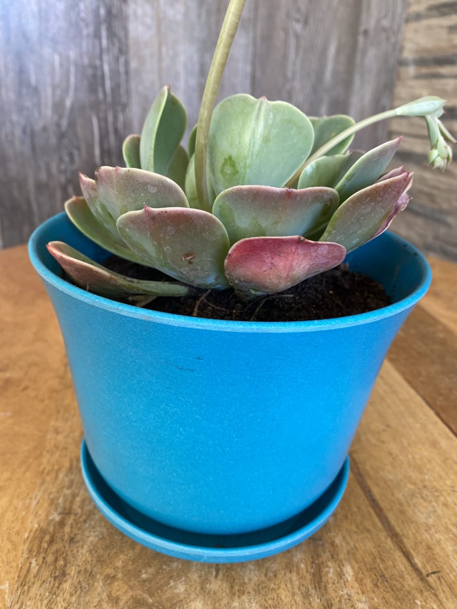 Plato Bio para modelo Curvo turquesa14x2 cm4