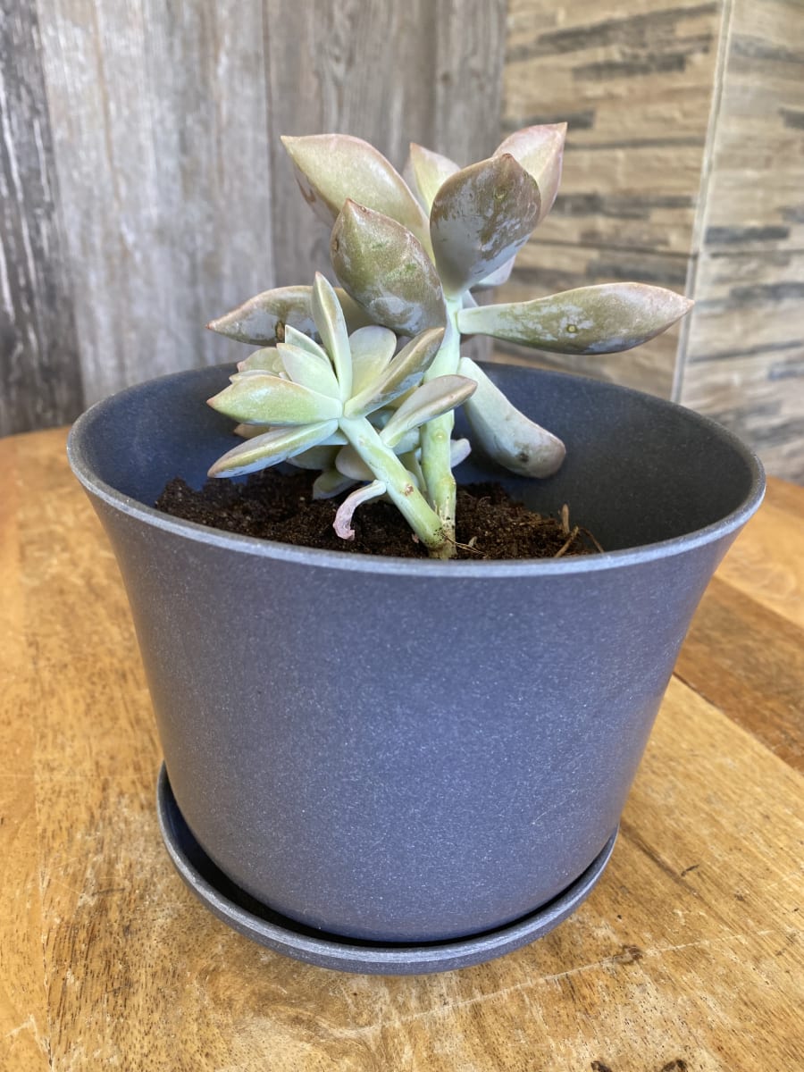 Set 4 Maceteros y platos Bio bamboo Curvo 2 gris 2 purpura 16,5x16,5x13 cm4