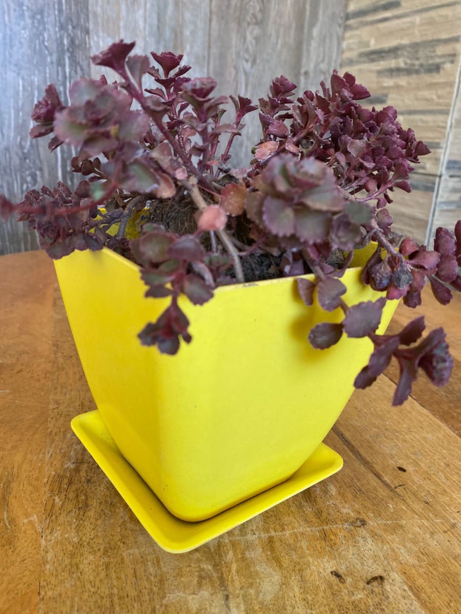 Set 4 Macetero y plato Bio bambú cuadrado 2 coral 2 amarillo 13,3x13,3x12,4 cm4