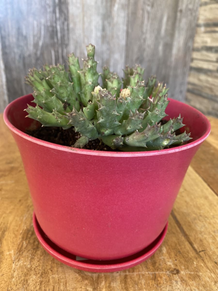 Set 4 Maceteros y platos Bio bamboo Curvo 2 blanco 2 purpura 16,5x16,5x13 cm5