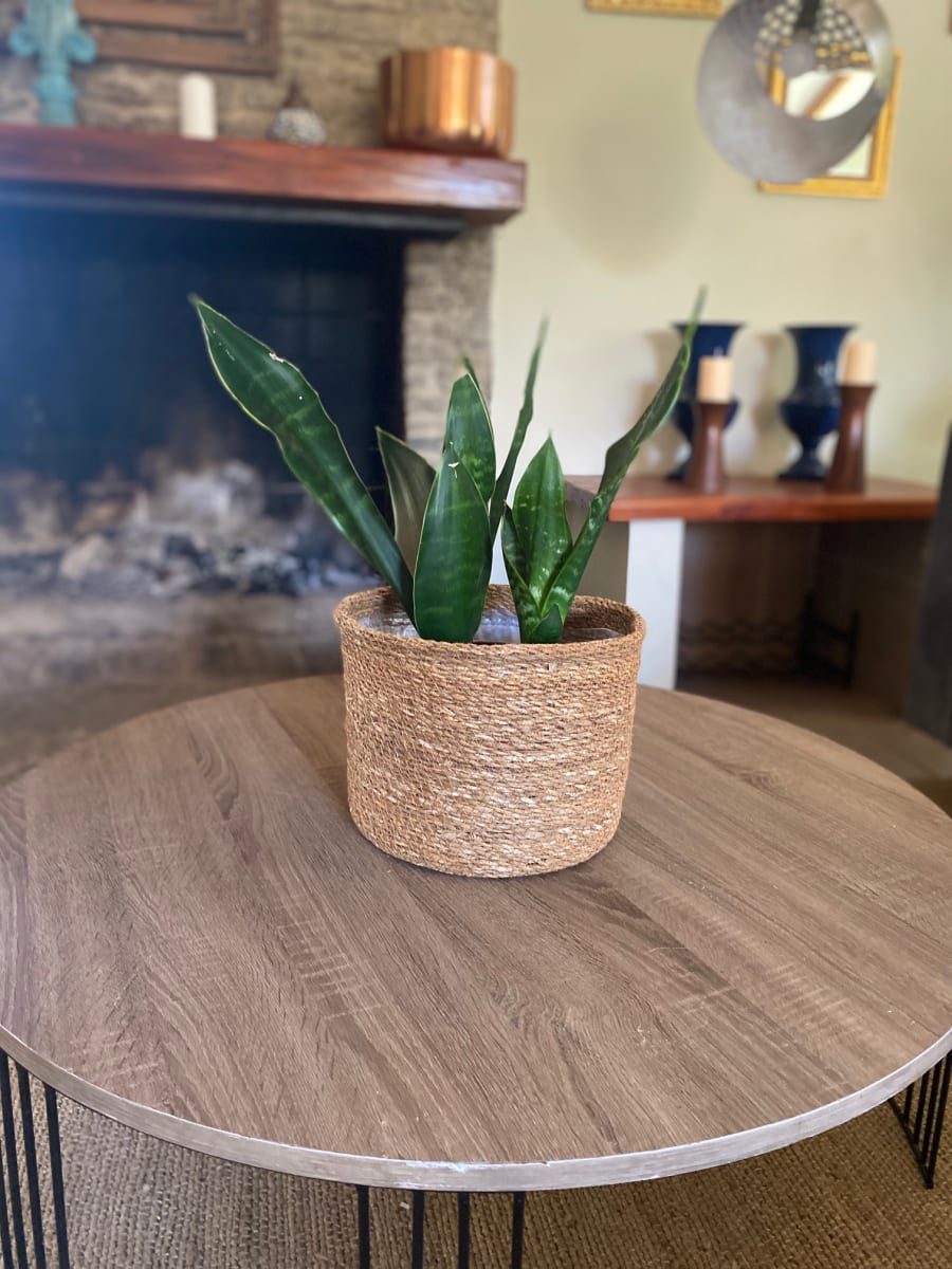 MACETERO CANASTO RAMA 20X15 XS3