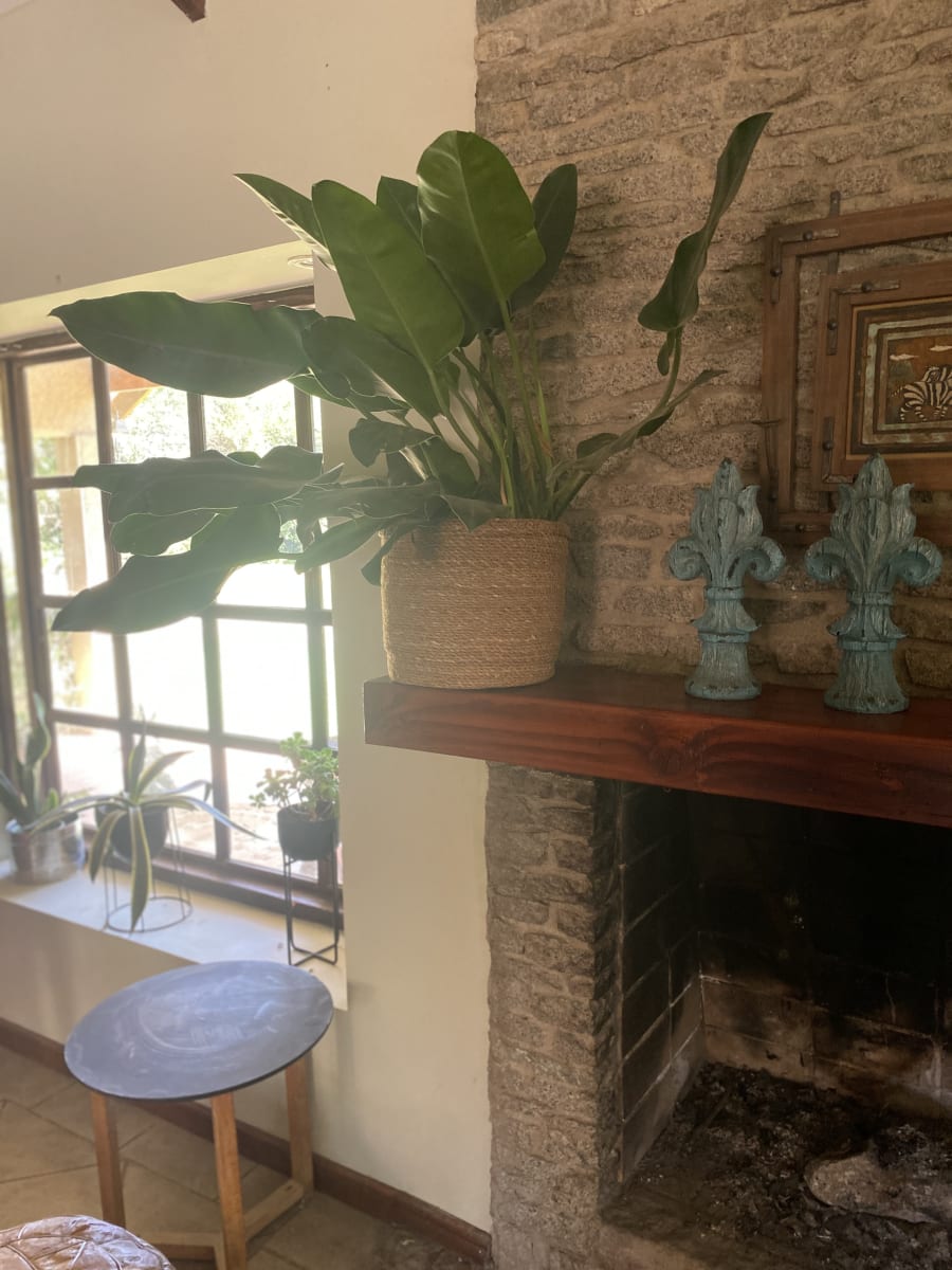 MACETERO CANASTO RAMA 25X20 S1