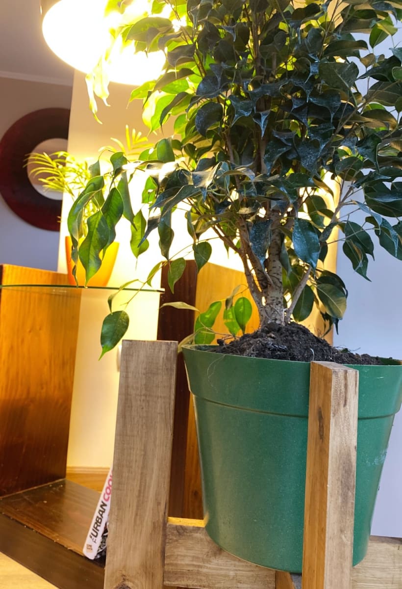 Set 4 Maceteros Bios Clásico 2 Terracota, 2 Musgo 25x25x17 cm2