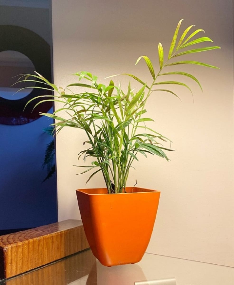 Set 7 Maceteros Bios Cuadrado 2 Coral 2 Amarillos 3 Naranjos 13,3x13,3x12,4 cm6