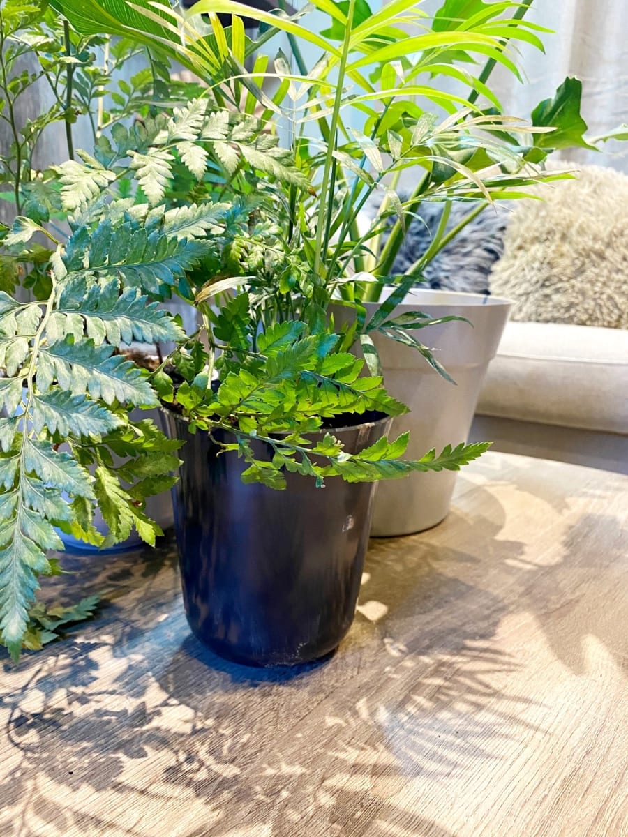 Set 7 Maceteros Bios Flores 3 Negros, 4  Verdes 13x13x14,5 cm1