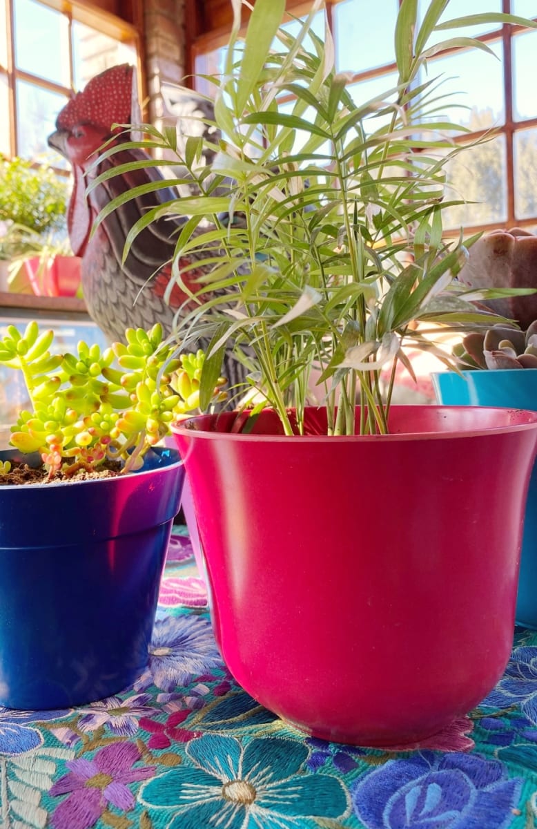 Set 6 Macetero Bios Curvo, 3 Gris, 3 Purpura 16,5x16,5x13 cm4