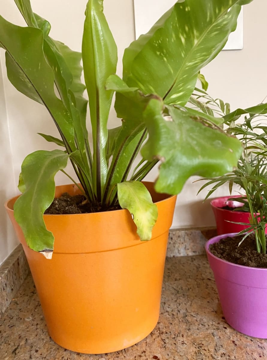 Set 4 Maceteros Bios Clásico 2 Terracota, 2 Musgo 25x25x17 cm4