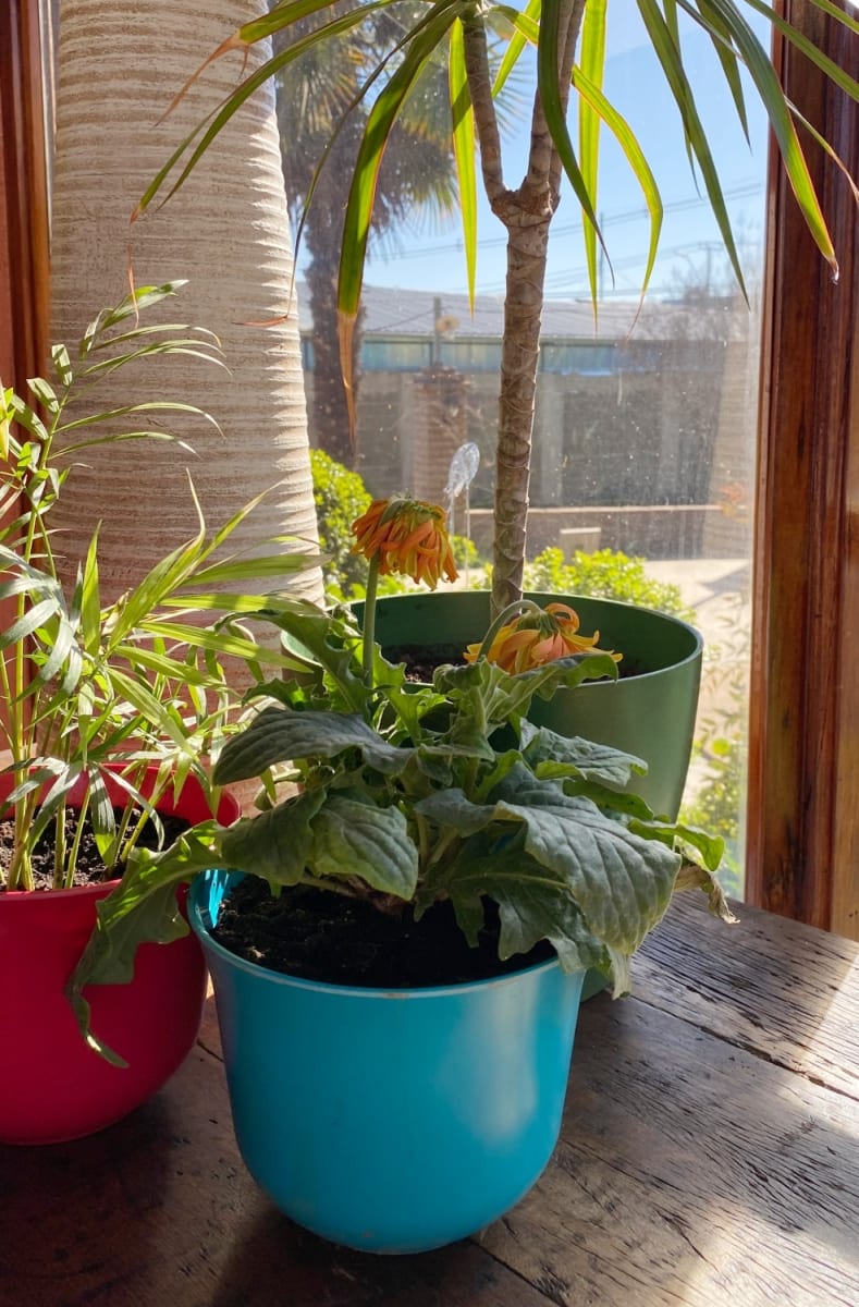 Set 6 Macetero Bios Curvo, 3 Gris, 3 Turquesa 16,5x16,5x13 cm4