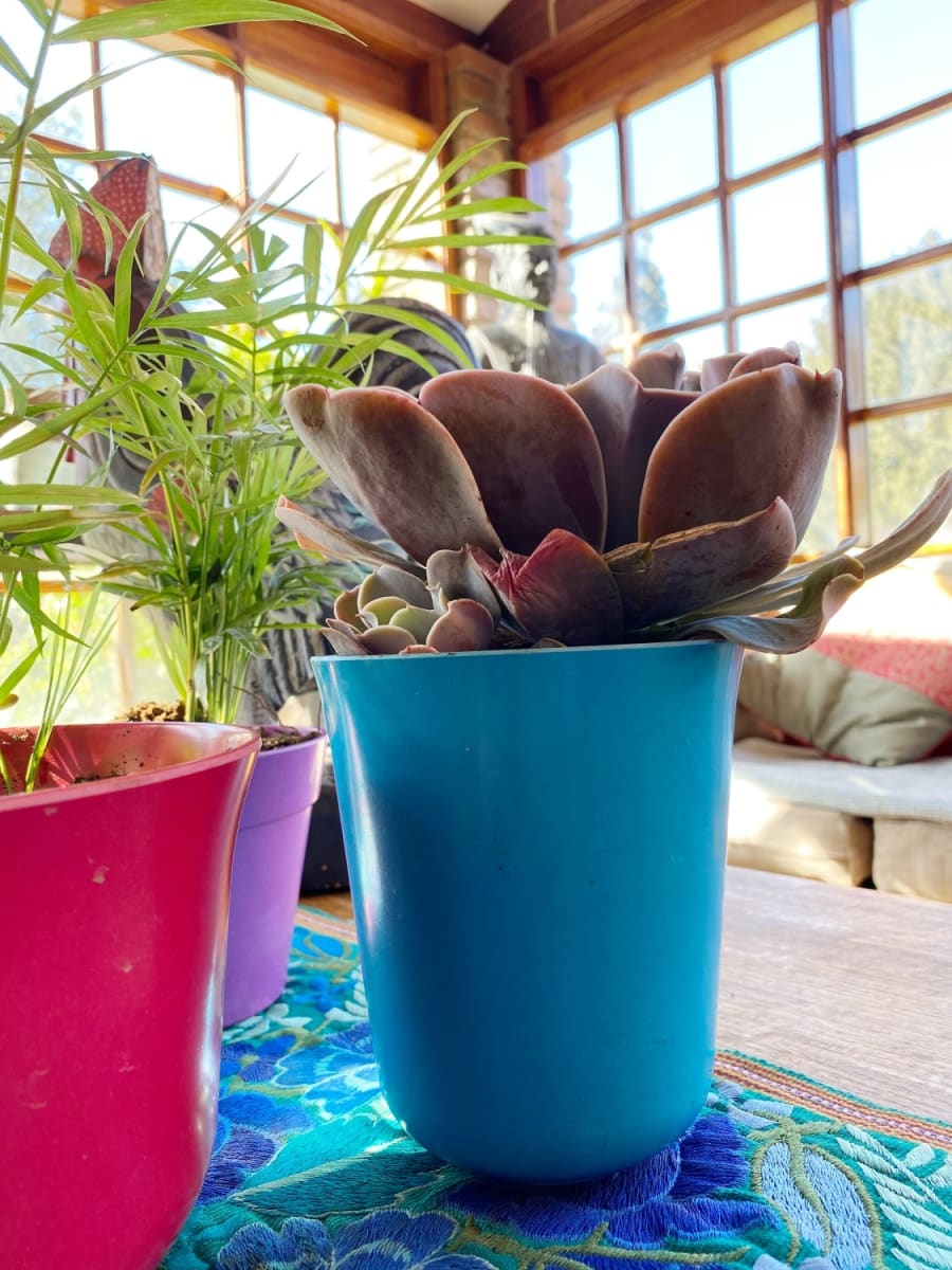 Set 7 Maceteros Bios Flores 7 Turquesa 13x13x14,5 cm2