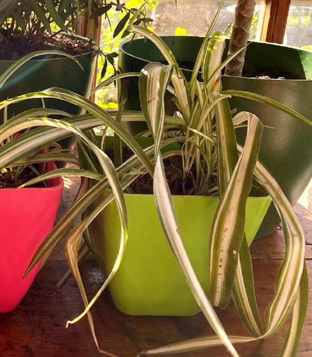 Set 7 Maceteros Bios Cuadrado 1 Coral 2 Ama 2 Verde 2 Naranj 13,3x13,3x12,4 cm8