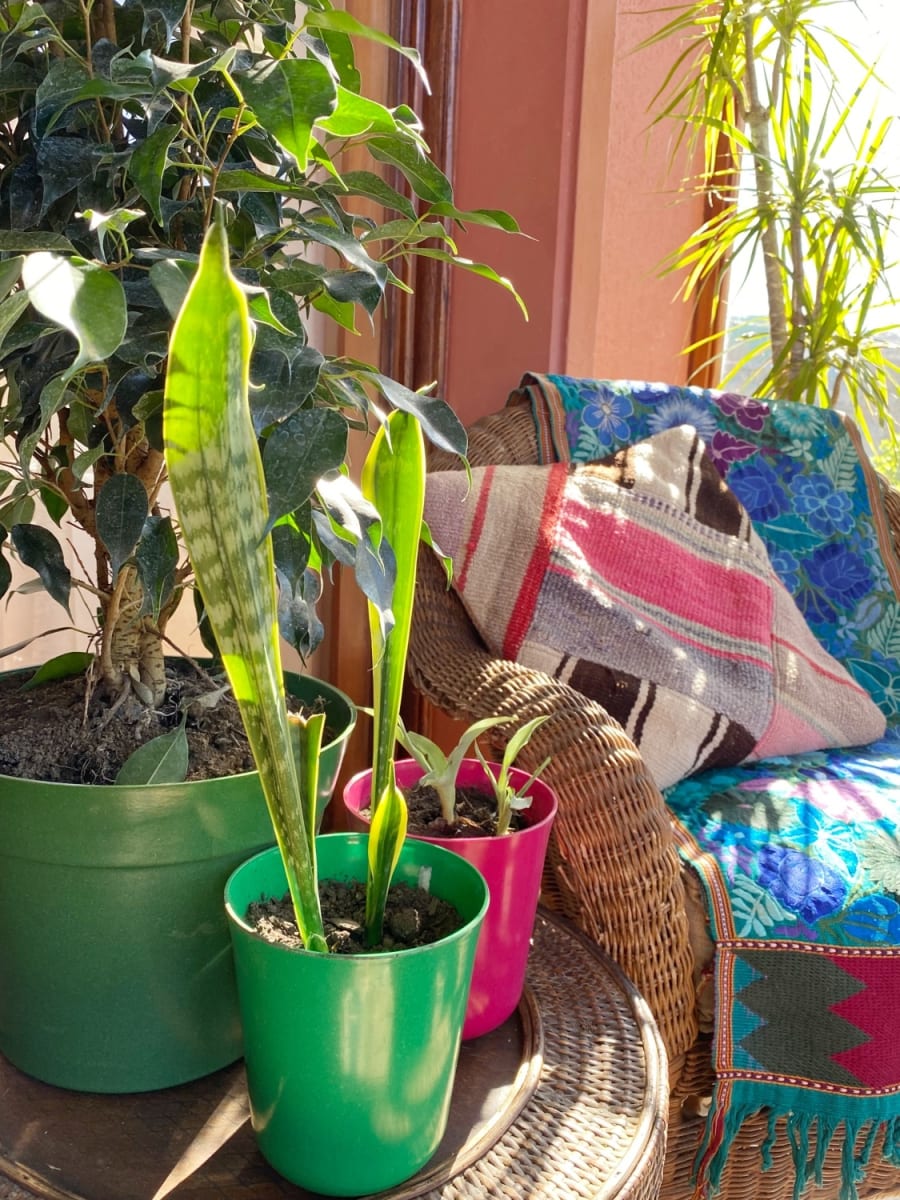 Set 7 Maceteros Bios Flores 3 Negros, 4  Verdes 13x13x14,5 cm3