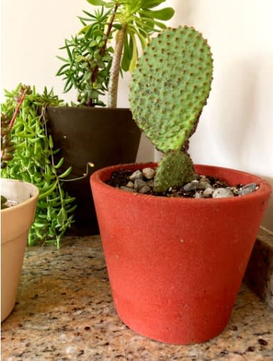 Set de 5 Maceteros Arena 1 Alto Grafito 20x20x18cm 1 Alto Mostaza 20x20x18cm 1 Mediano Rojo 15x15x13cm 1 Mediano Negro 15x15x13cm 1  Suculenta Naranja 16x15x5cm5