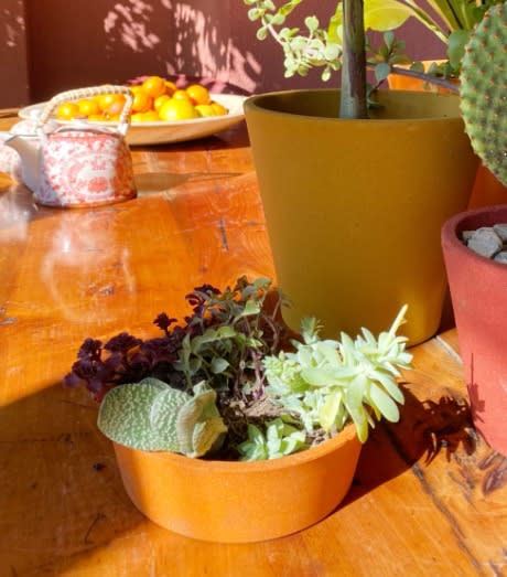 Set de 5 Maceteros Arena 1 Alto Grafito 20x20x18cm 1 Alto Mostaza 20x20x18cm 1 Mediano Rojo 15x15x13cm 1 Mediano Negro 15x15x13cm 1  Suculenta Naranja 16x15x5cm2