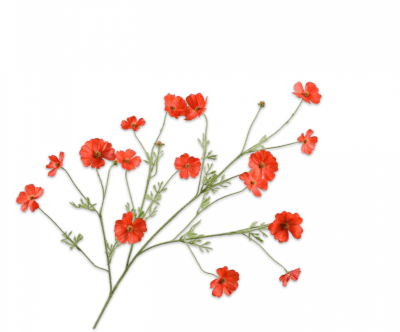RAMA COSMOS1