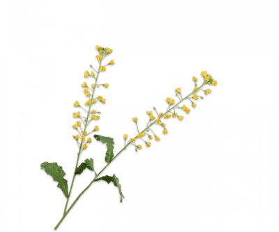 RAMA PRIMULA AMARILLO