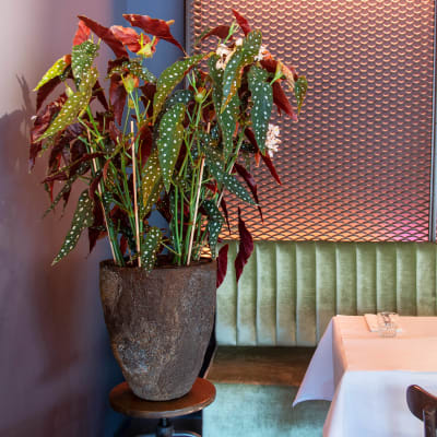 MACETA BERND IMPERIAL BROWN1