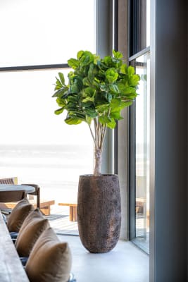 MACETA TARB IMPERIAL1