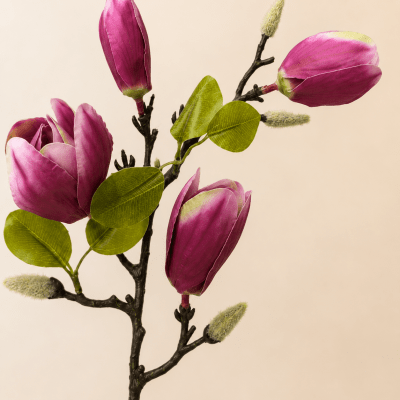Flor Magnolia Rosada
