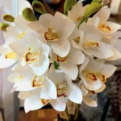 Flor Orquídea Blanca 0