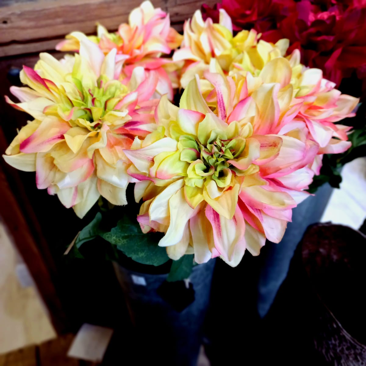 Flor Dalia1