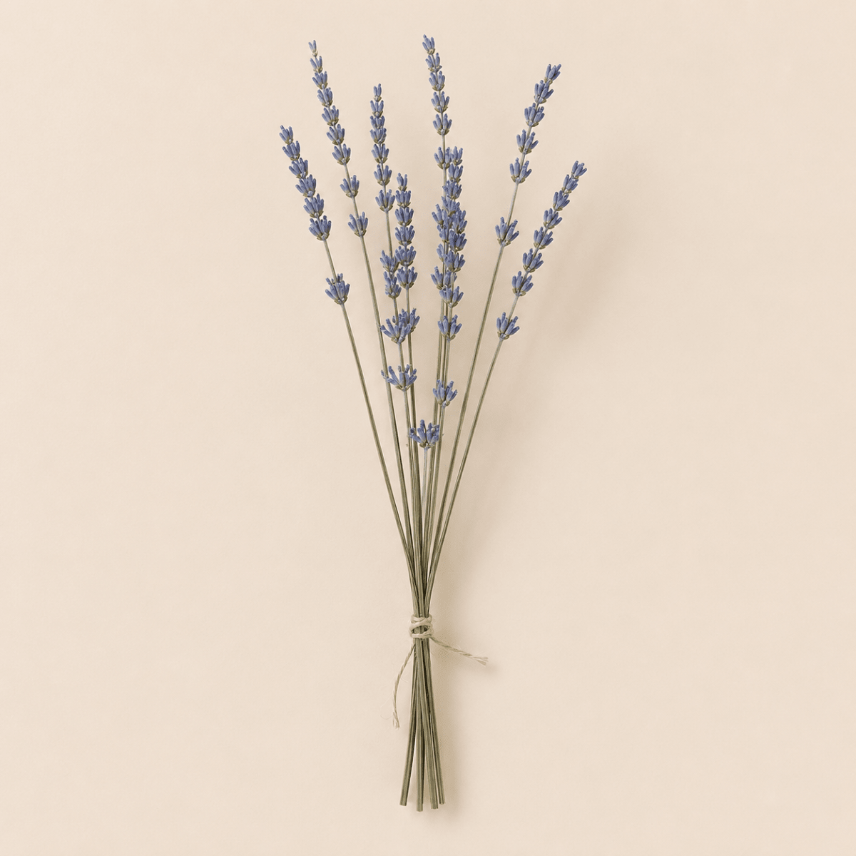 Ramito Lavanda3