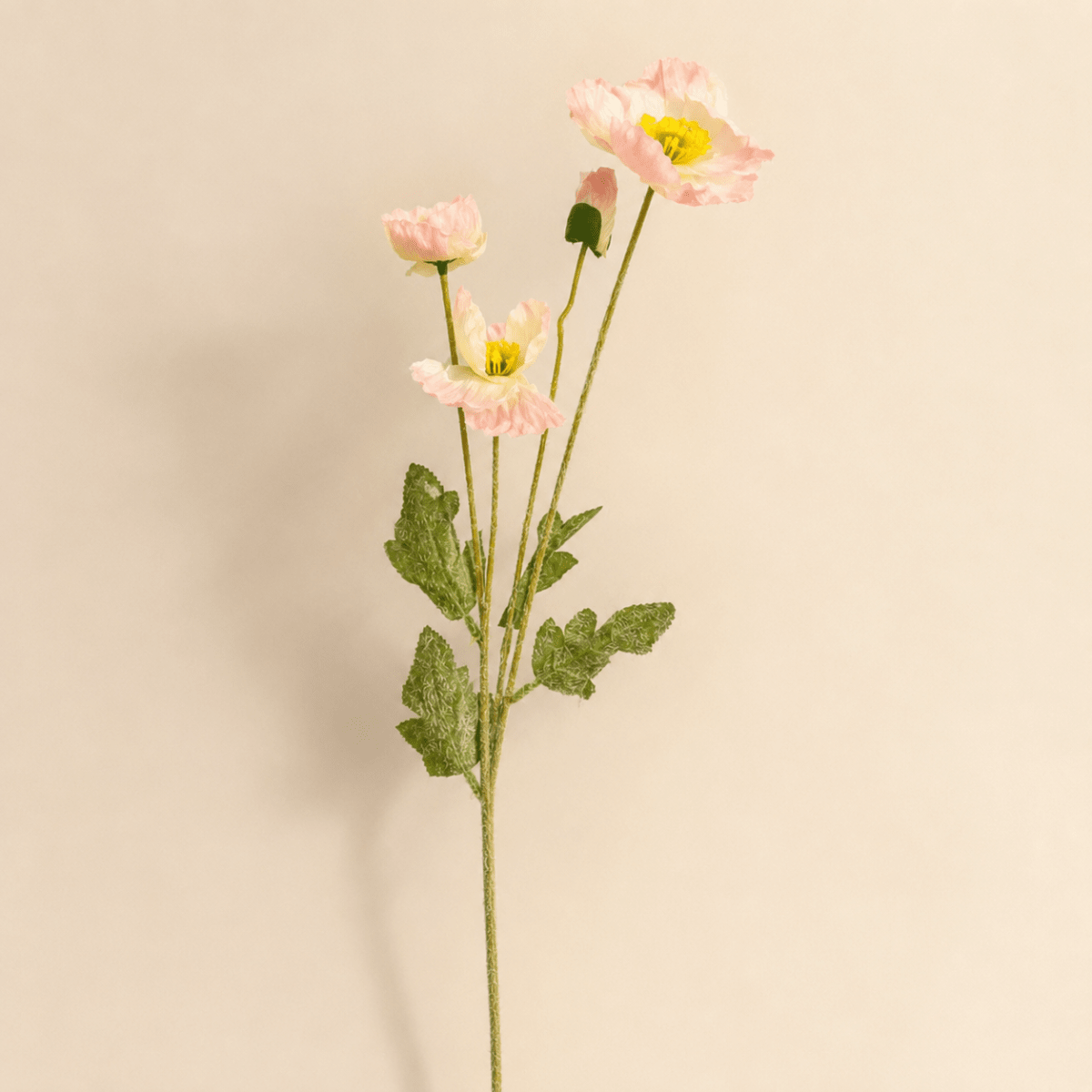 Flor Amapola3