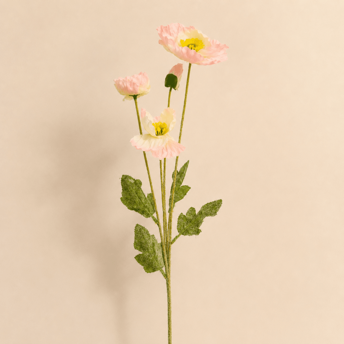 Flor Amapola4