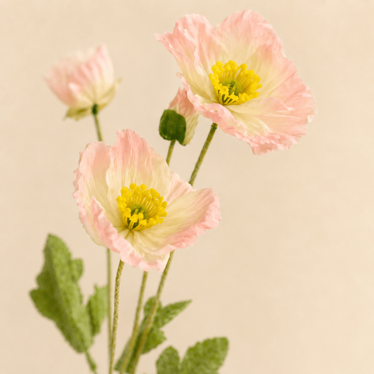 Flor Amapola1