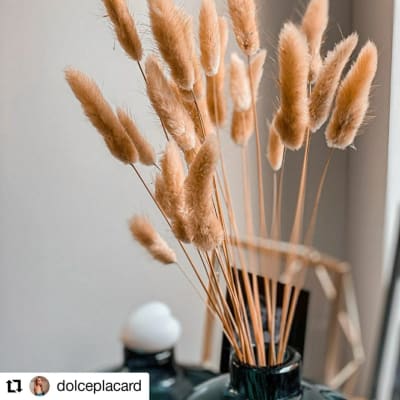 Colitas de Zorro Beige