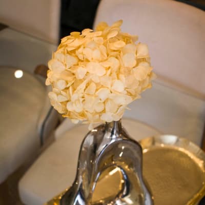 Hortensia Blanqueada