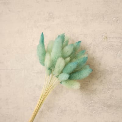 Colita de Zorro Aqua