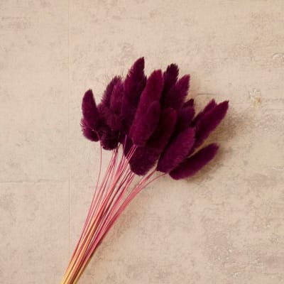 Colita de Zorro Magenta