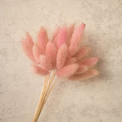 Colita de Zorro Rosa