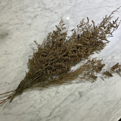 Flor de Caspia
