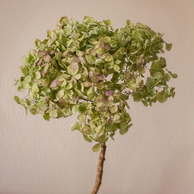 Hortensia verde