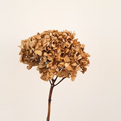 Hortensia Beige