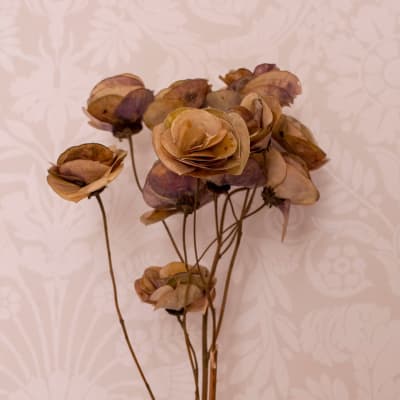 Rosas Naturales