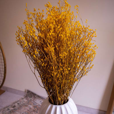 Arrocillo Amarillo