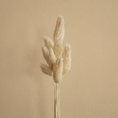 Alpiste