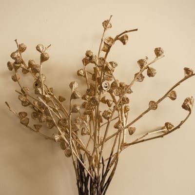 Pepa de Eucalipto Dorado