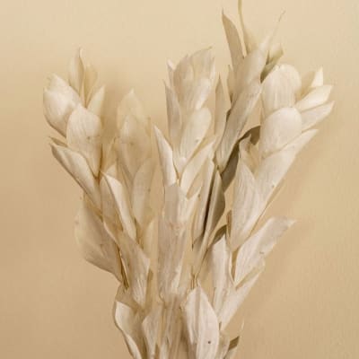 Ruscus Blanqueado