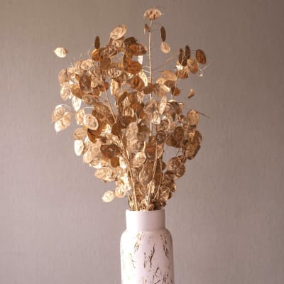 Lunaria Dorada