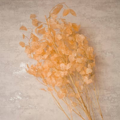 Lunaria Melón