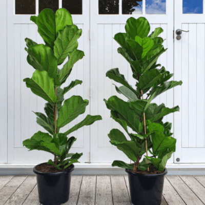 Ficus Lyrata
