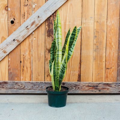 Sansevieria