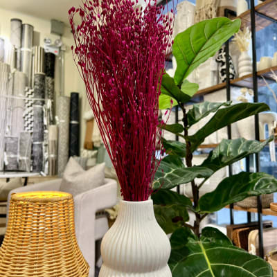 Arrocillo Magenta