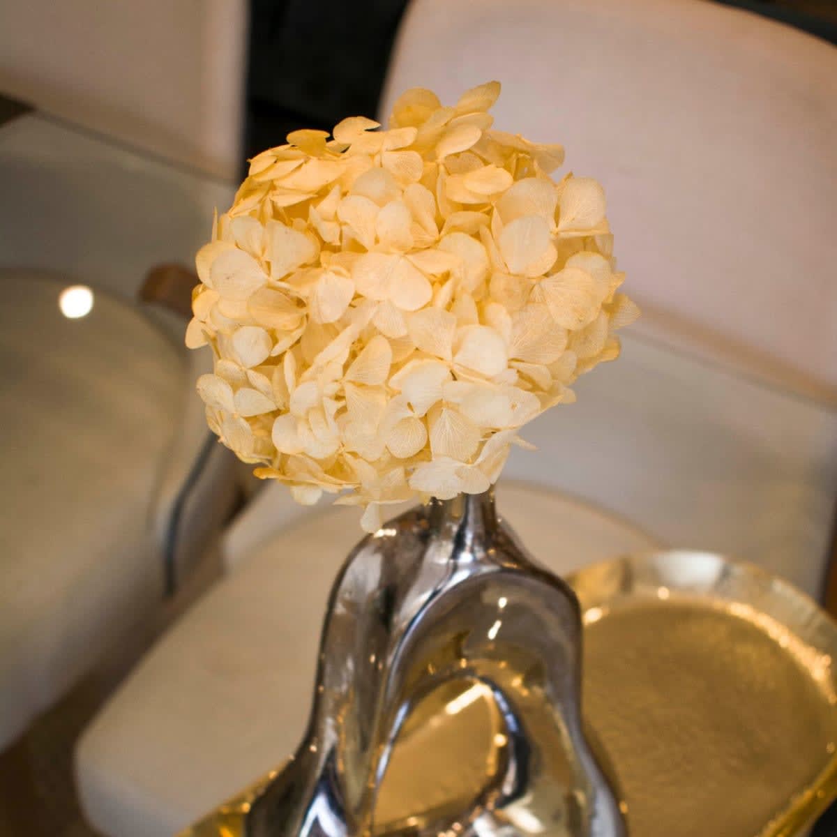 Hortensia Blanqueada1